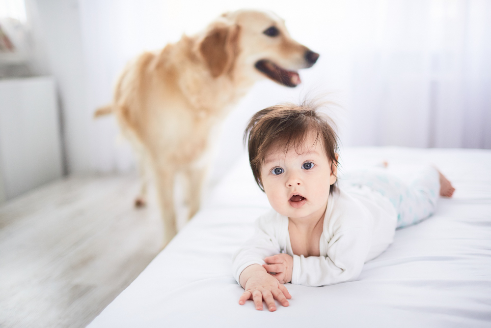 Why are dogs so protective of human babies?