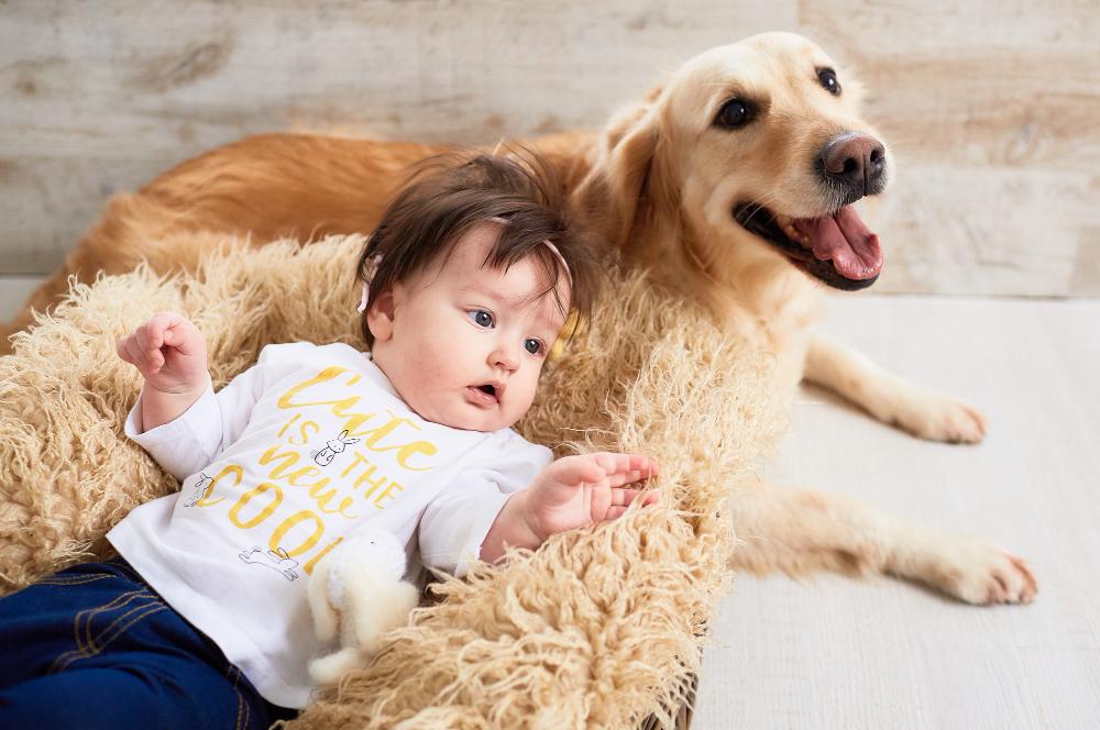 How Do Dogs Know To Be Gentle With Babies? Dogs and Babies